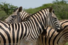 Zebra (26 von 28).jpg